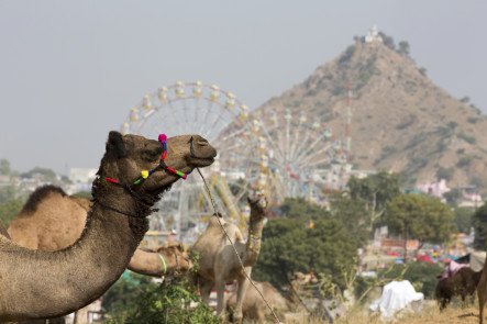 RAJASTHAN TOUR - JAISALMER 02 NIGHT 03 DAYS