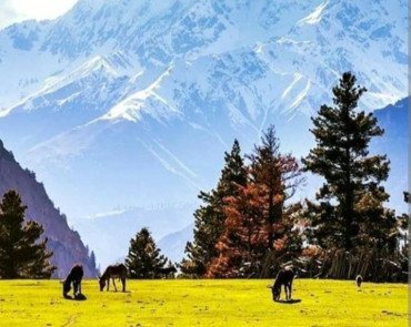 KASHMIR TOUR PACKAGE --SRINAGAR - GULMARG- SONMARG -PAHALGAM - 07 NIGHT' 08 DAYS 